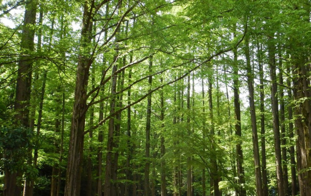 生田緑地